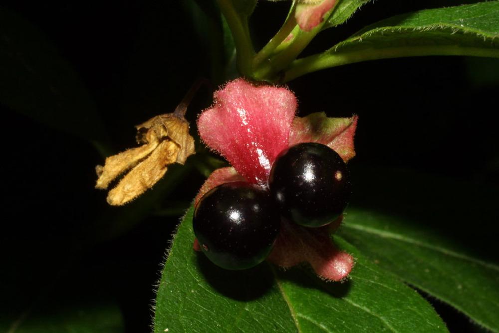 Photo of Twinberry (Lonicera involucrata) uploaded by SongofJoy