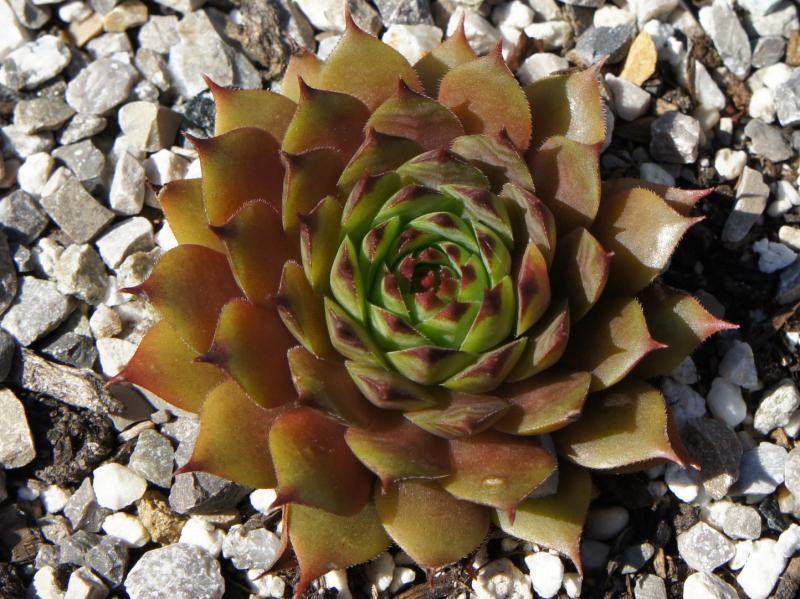 Photo of Hen and Chicks (Sempervivum 'Choctaw') uploaded by banker07