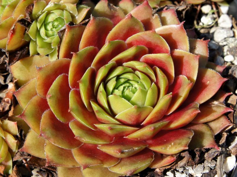 Photo of Hen and Chicks (Sempervivum 'China Doll') uploaded by banker07