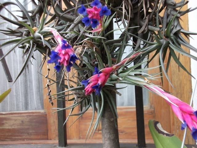 Photo of Carnations of the Air (Tillandsia aeranthos) uploaded by ceci