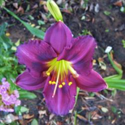Location: northern california zone 9b
Date: 2013-06-24
Dark Mosaic, an early bloom with great color but little "broken e