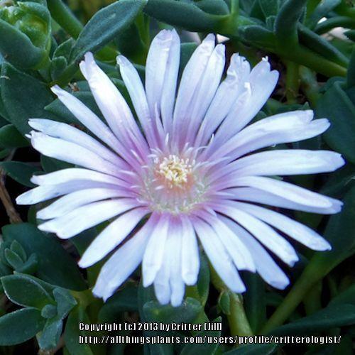 Photo of Ice Plant (Delosperma Lavender Ice™) uploaded by critterologist