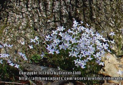 Photo of Bluets (Houstonia caerulea) uploaded by critterologist