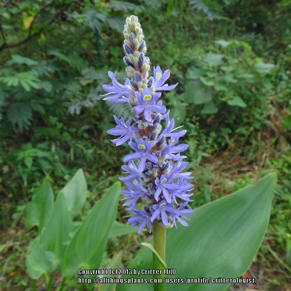 Photo of Pickerelweed (Pontederia cordata) uploaded by critterologist