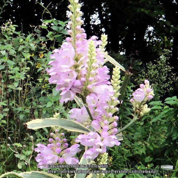 Photo of Variegated Obedient Plant (Physostegia virginiana 'Variegata') uploaded by critterologist