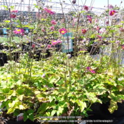 Location: Frank's Perennial Border (nursery) in Winston-Salem NC
Date: 2013-08-23
Love those airy, arching blooms!
