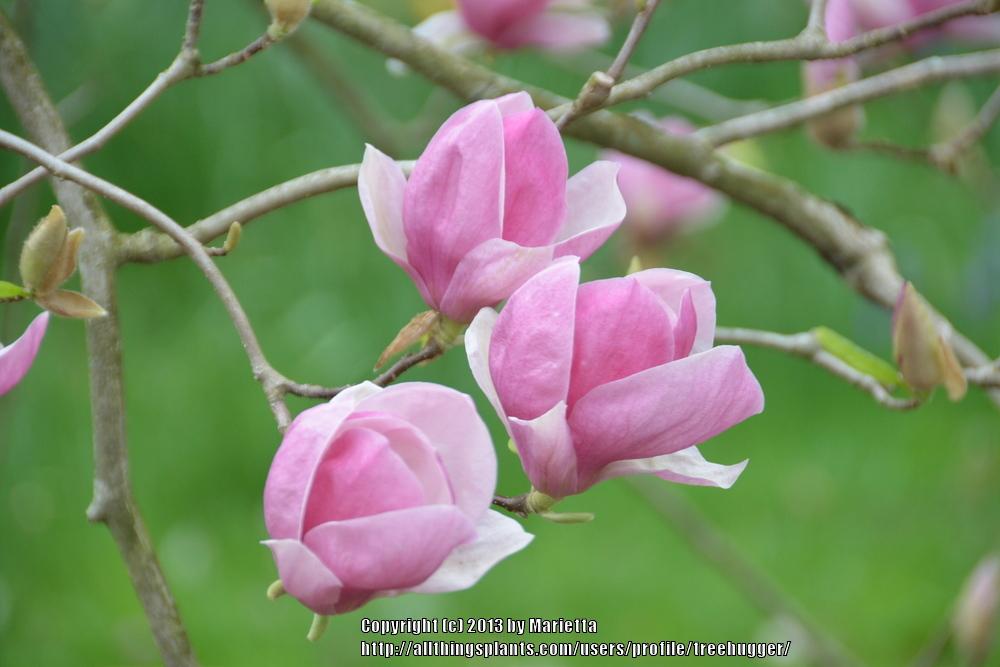 Photo of Saucer Magnolia (Magnolia x soulangeana) uploaded by treehugger