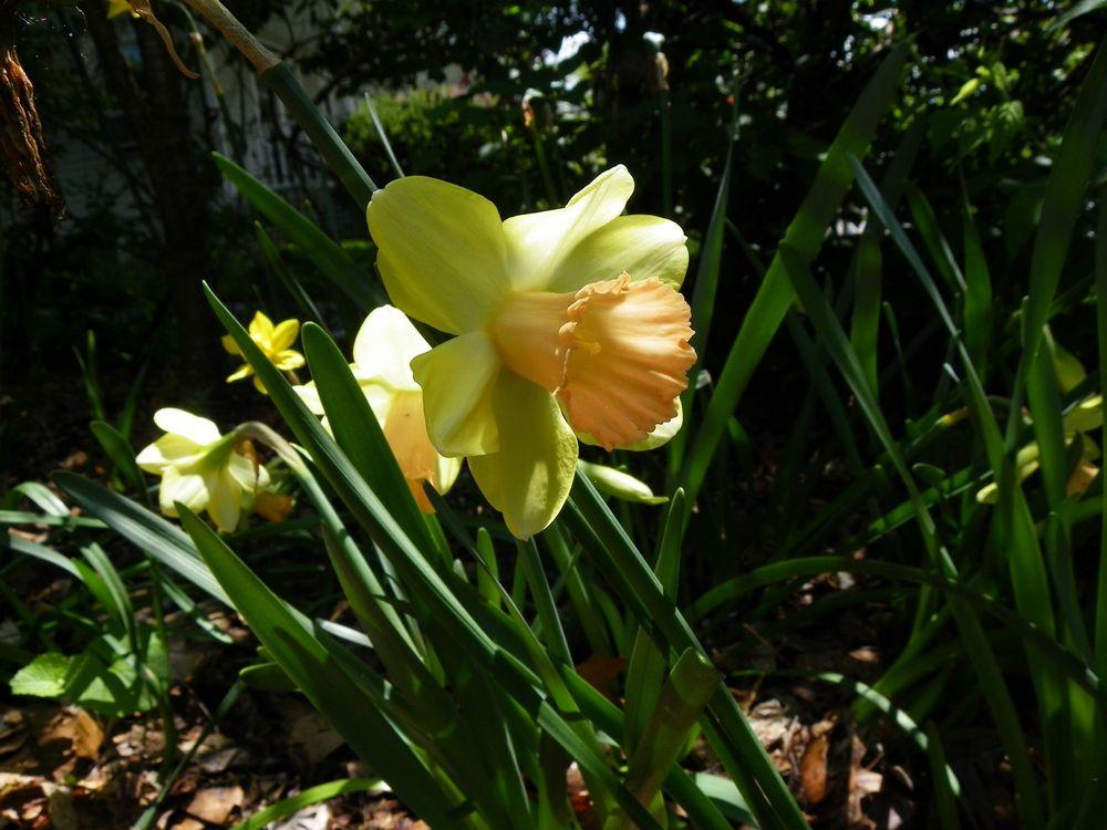 Photo of Large-Cupped Daffodil (Narcissus 'Capree Elizabeth') uploaded by Newyorkrita