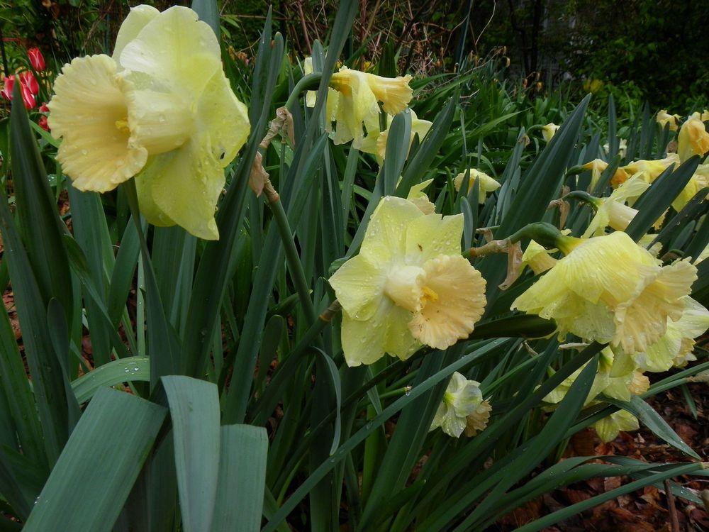 Photo of Trumpet Daffodil (Narcissus 'Fidelity') uploaded by Newyorkrita