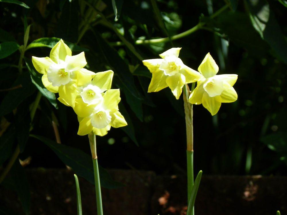 Photo of Miniature Jonquilla Daffodil (Narcissus 'Pipit') uploaded by Newyorkrita