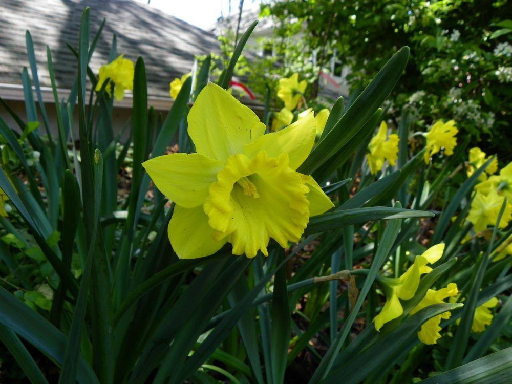 Photo of Large-cupped Daffodil (Narcissus 'Camelot') uploaded by Newyorkrita