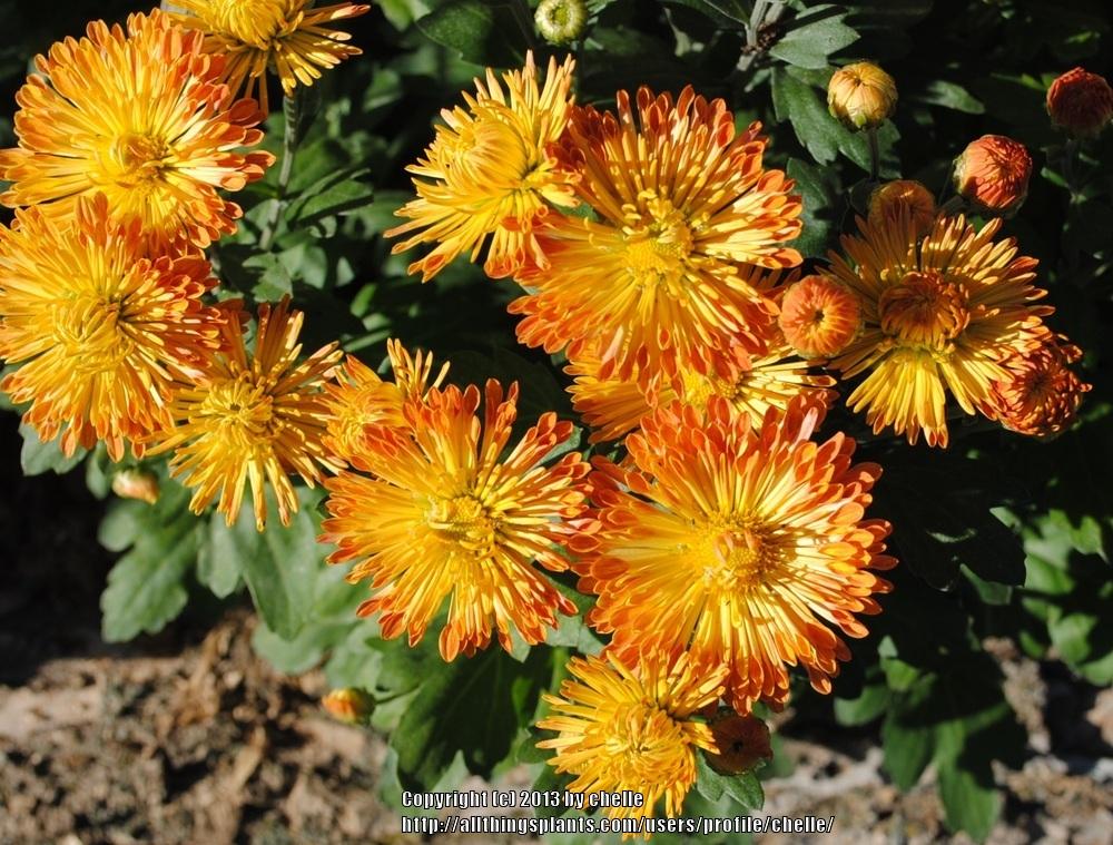 Photo of Garden Mum (Chrysanthemum 'Dolliette') uploaded by chelle
