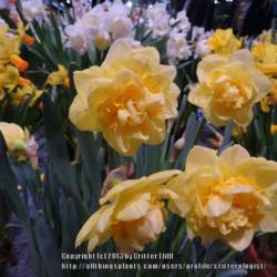 Location: 2013 Philadelphia Flower Show
Date: 2013-03-08
stems looked sturdy enough to support these big blooms
