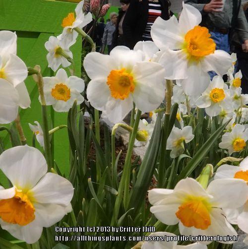 Photo of Small-Cupped Daffodil (Narcissus 'Barrett Browning') uploaded by critterologist