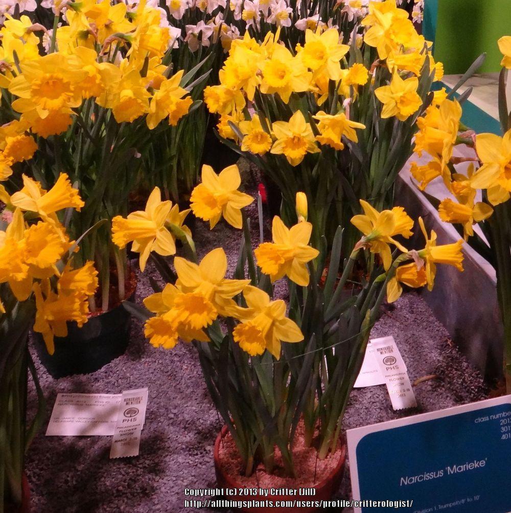 Photo of Trumpet Daffodil (Narcissus 'Marieke') uploaded by critterologist