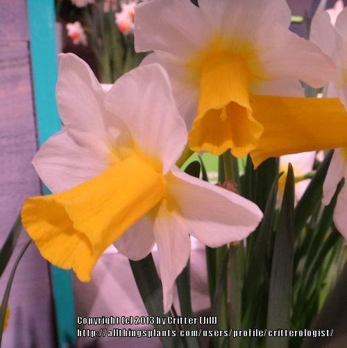 Photo of Jonquilla Daffodil (Narcissus 'Golden Echo') uploaded by critterologist