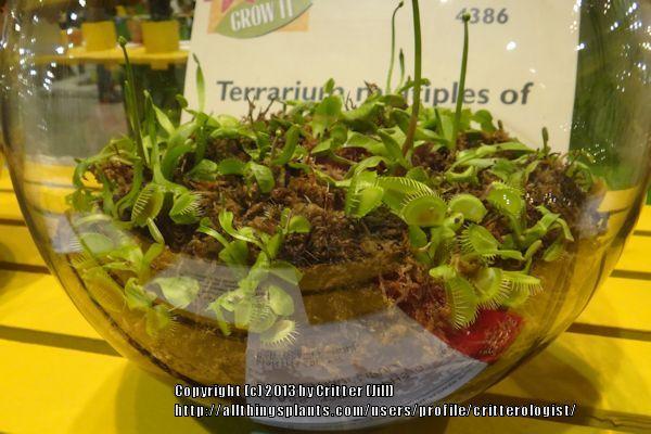 Photo of Venus Fly Trap (Dionaea muscipula) uploaded by critterologist