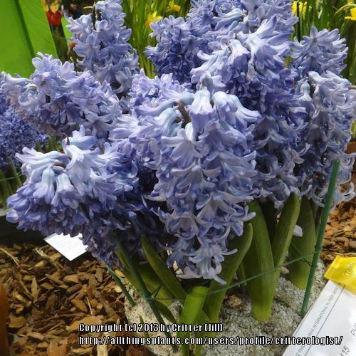 Photo of Dutch Hyacinth (Hyacinthus orientalis 'Delft Blue') uploaded by critterologist