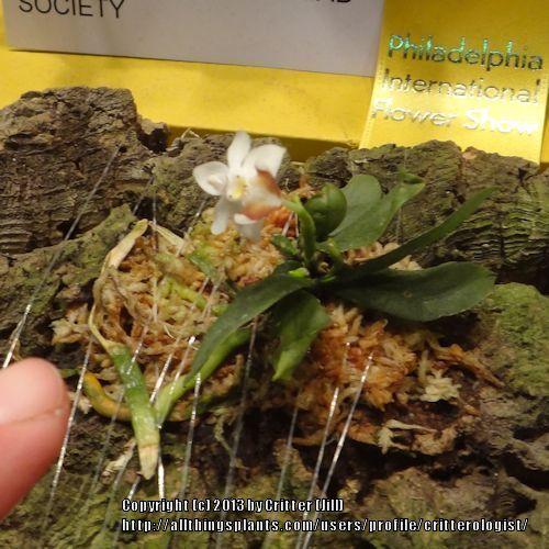 Photo of Orchid (Phalaenopsis lobbii) uploaded by critterologist