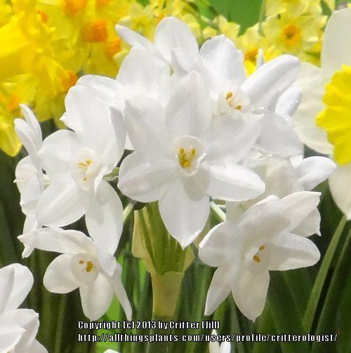 Photo of Paperwhites (Narcissus 'Ziva') uploaded by critterologist