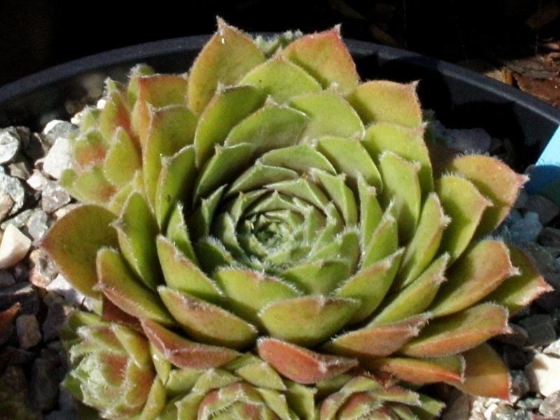 Photo of Hen and Chicks (Sempervivum 'Collage') uploaded by banker07