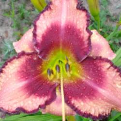 Location: Currie's Daylily Farm-Whittemore Mi
Date: 7/24/13