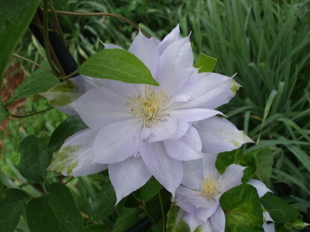 Photo of Clematis 'Belle of Woking' uploaded by poisondartfrog