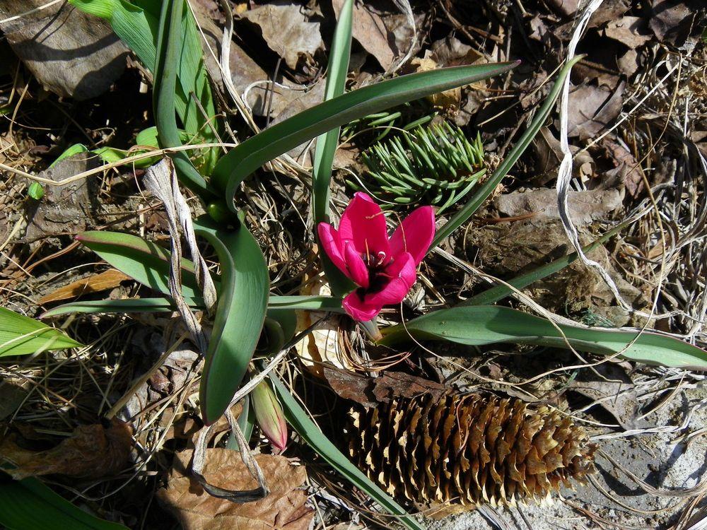 Photo of Species Tulip (Tulipa humilis var. violacea 'Black Base') uploaded by Newyorkrita