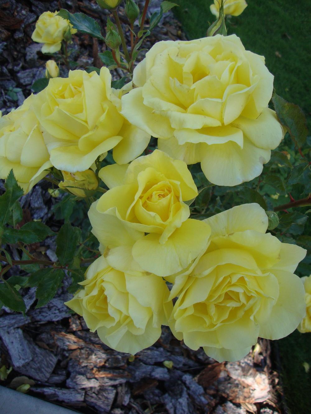 Photo of Roses (Rosa) uploaded by Paul2032