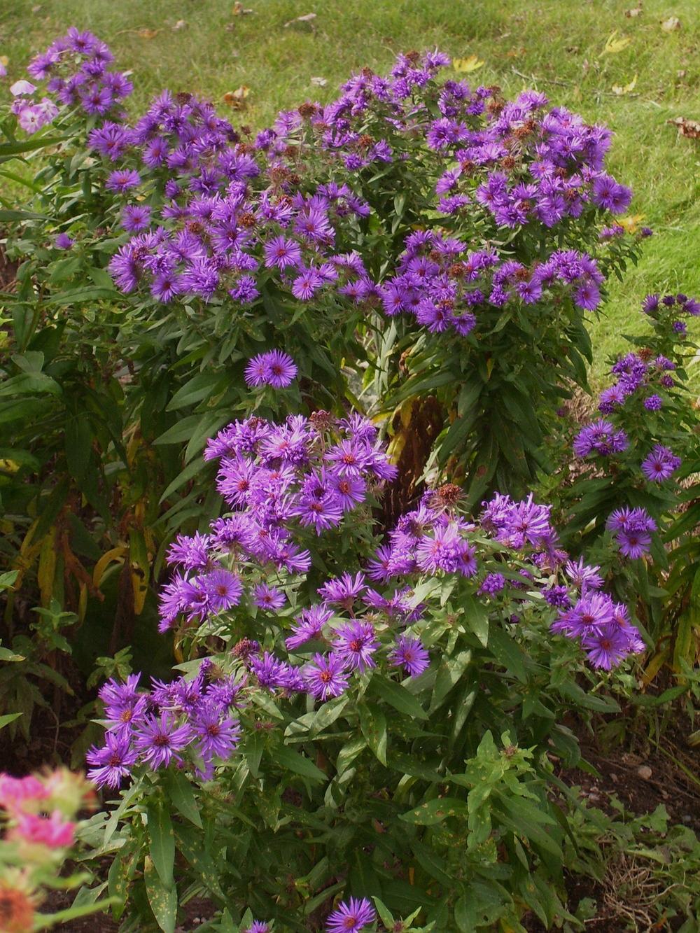 Photo of New England Aster (Symphyotrichum novae-angliae 'Purple Dome') uploaded by SunnyBorders