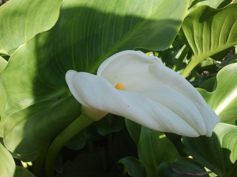 Photo of Calla Lily (Zantedeschia aethiopica) uploaded by dyzzypyxxy