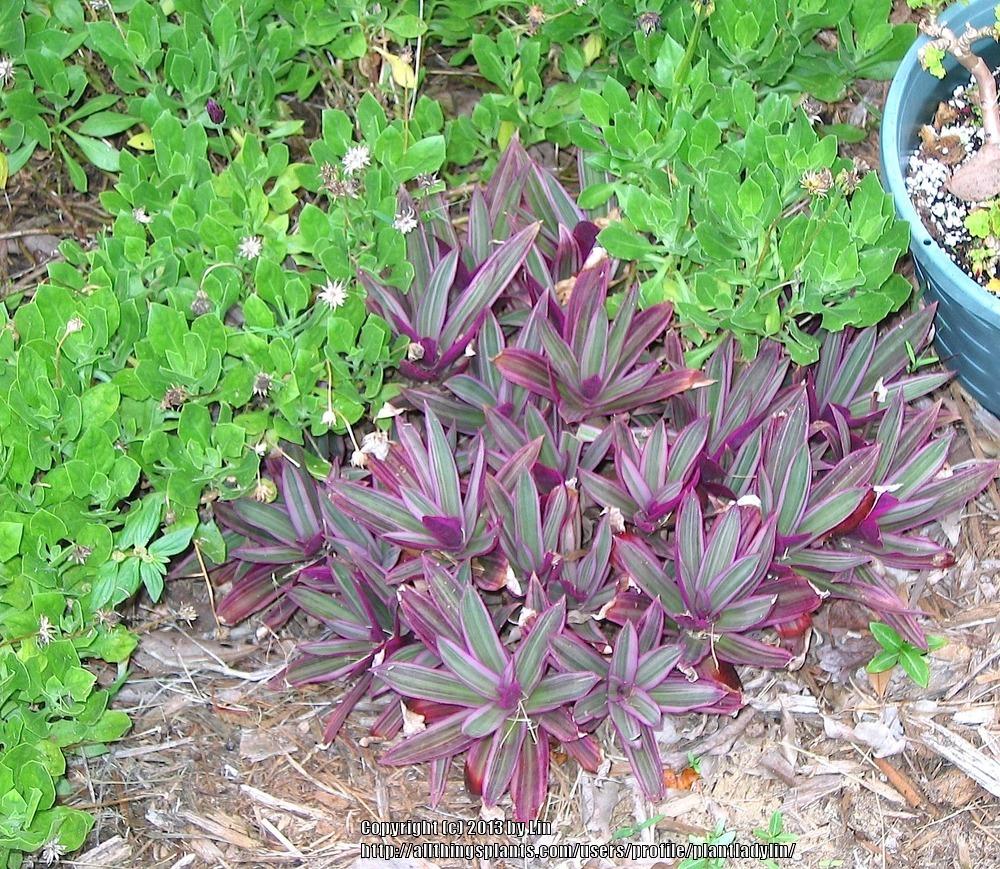 Photo of Variegated Oyster Plant (Tradescantia spathacea 'Sitara') uploaded by plantladylin