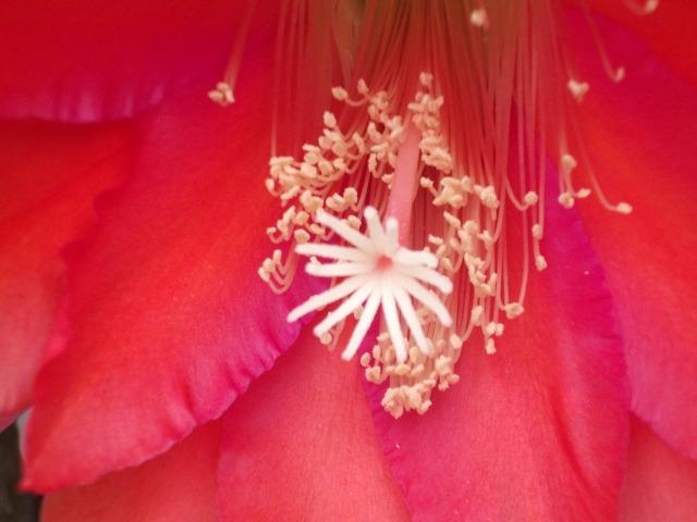 Photo of Hybrid Epiphyllum (Epiphyllum 'Impossible Dream') uploaded by ceci