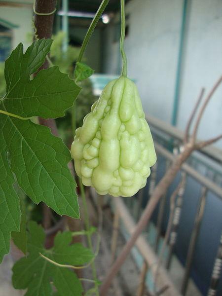 Photo of Bitter Gourd (Momordica charantia) uploaded by robertduval14