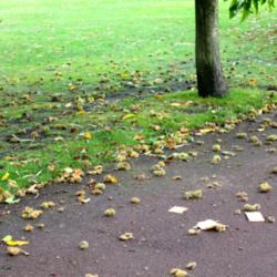 Location: Greenwich Park (Royal Park) London, England.
Date: 2013-10-18
Thousands of chestnuts everywhere this year!