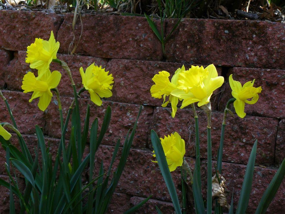 Photo of Large-Cupped Daffodil (Narcissus 'Gigantic Star') uploaded by Newyorkrita