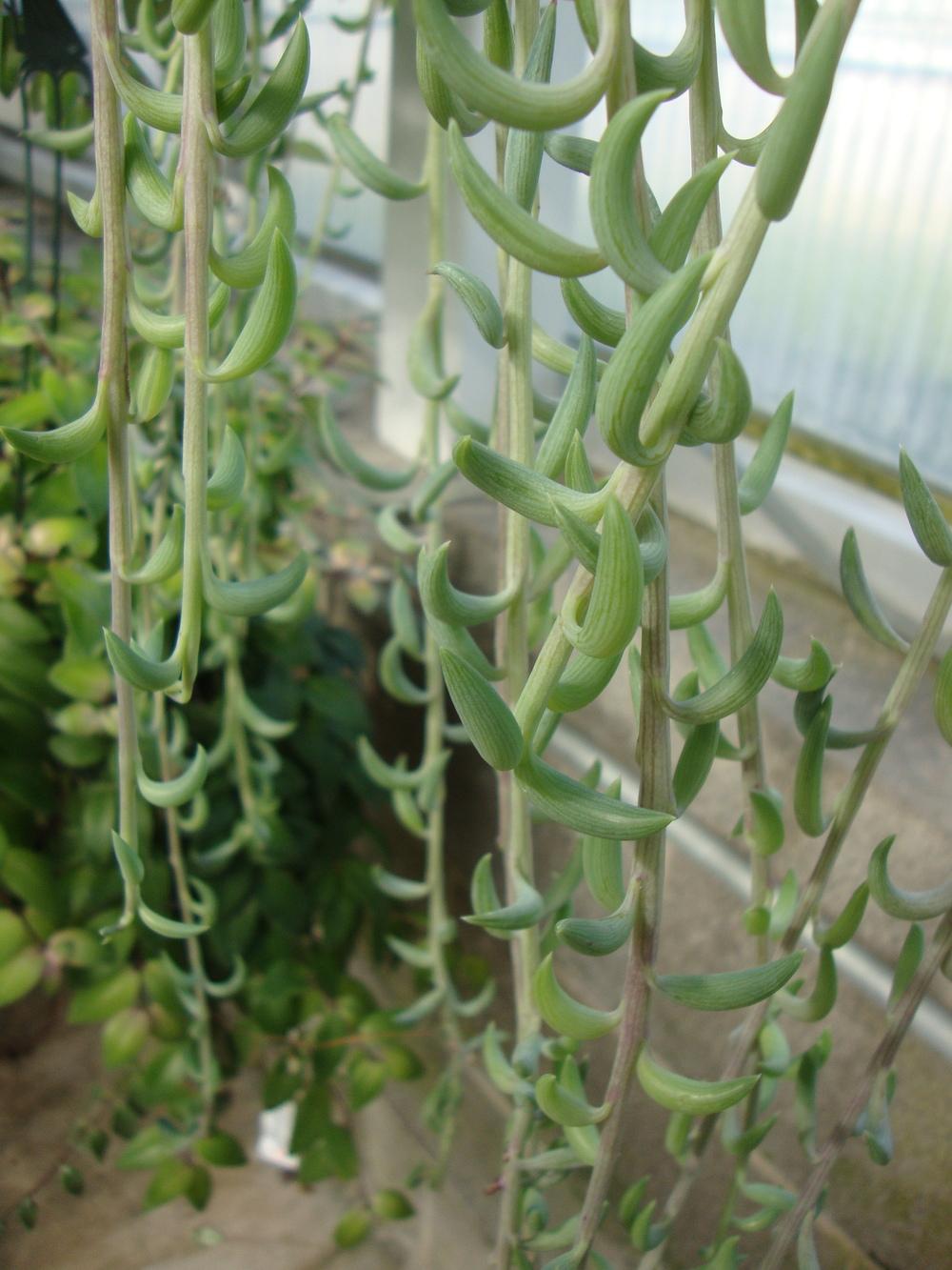 Photo of String of Bananas (Curio radicans) uploaded by Paul2032