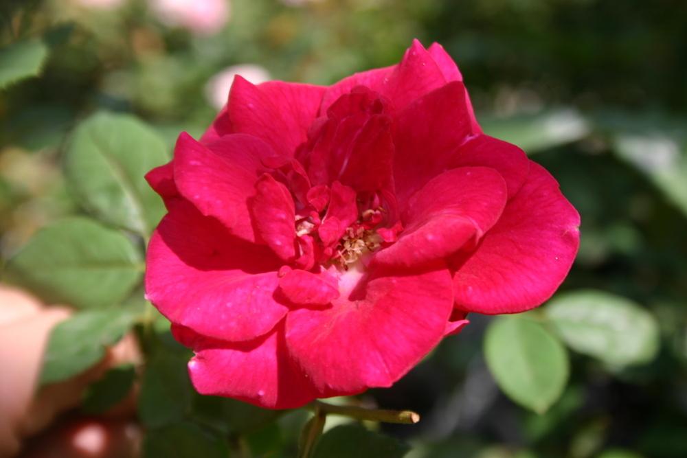 Photo of Roses (Rosa) uploaded by jon