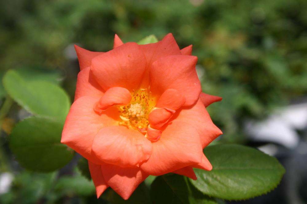 Photo of Rose (Rosa 'Shreveport') uploaded by jon