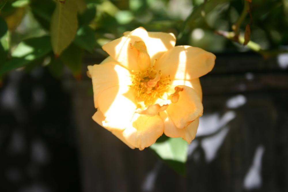 Photo of Rose (Rosa 'Crepuscule') uploaded by jon