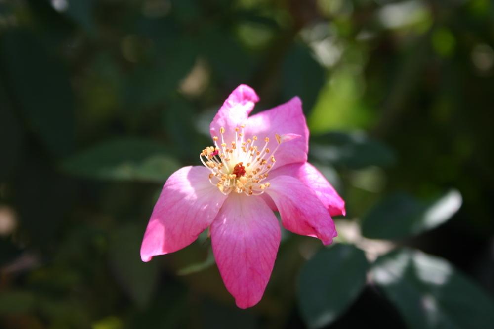 Photo of Rose (Rosa 'Old Blush') uploaded by jon