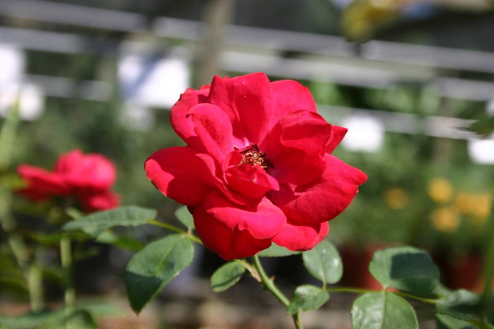 Photo of Large-Flowered Climbing Rose (Rosa 'Dublin Bay') uploaded by jon