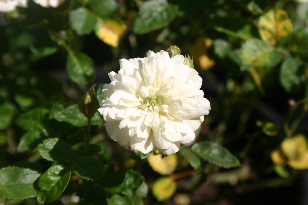 Photo of Rose (Rosa 'Green Ice') uploaded by jon