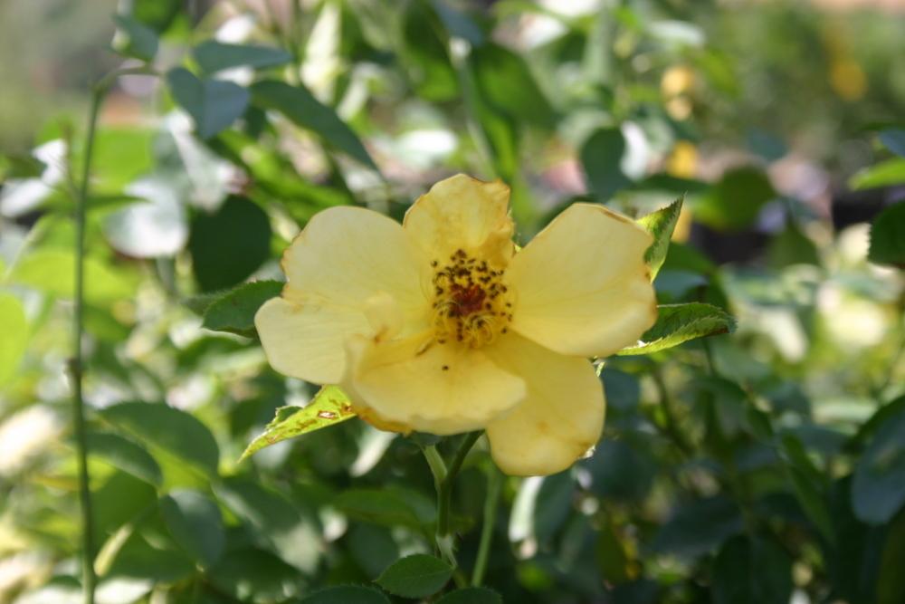 Photo of Rose (Rosa 'Lemon Fizz') uploaded by jon