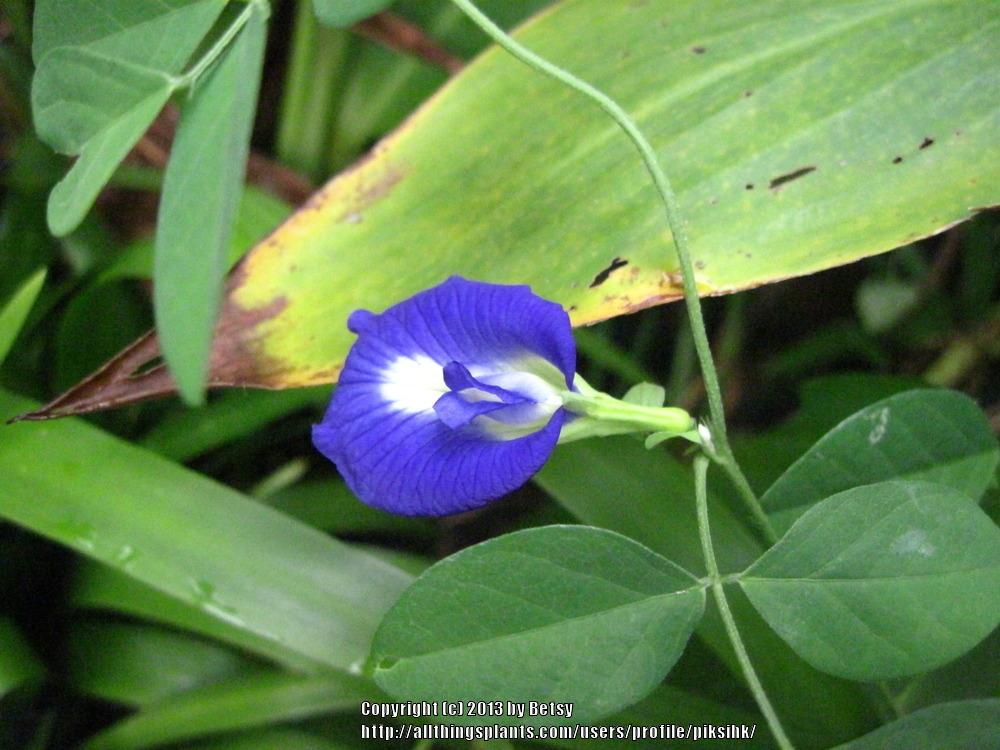 Photo of Butterfly Pea (Clitoria ternatea) uploaded by piksihk