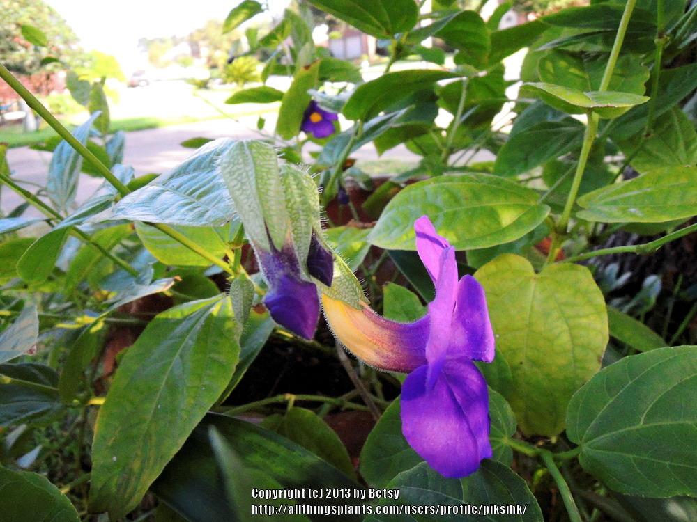 Photo of Blue Glory Vine (Thunbergia battiscombei) uploaded by piksihk