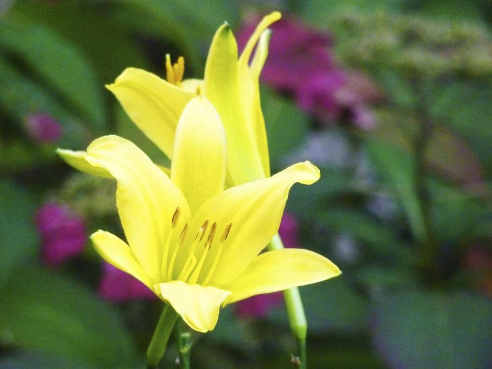 Photo of Daylilies (Hemerocallis) uploaded by udayp