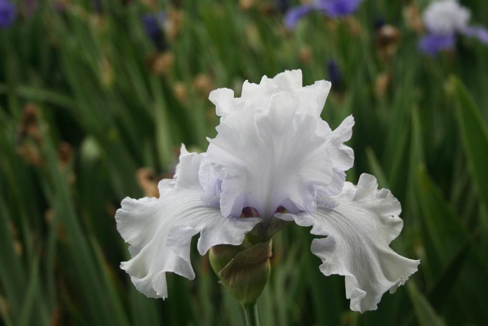 Photo of Tall Bearded Iris (Iris 'Uncle Charlie') uploaded by KentPfeiffer