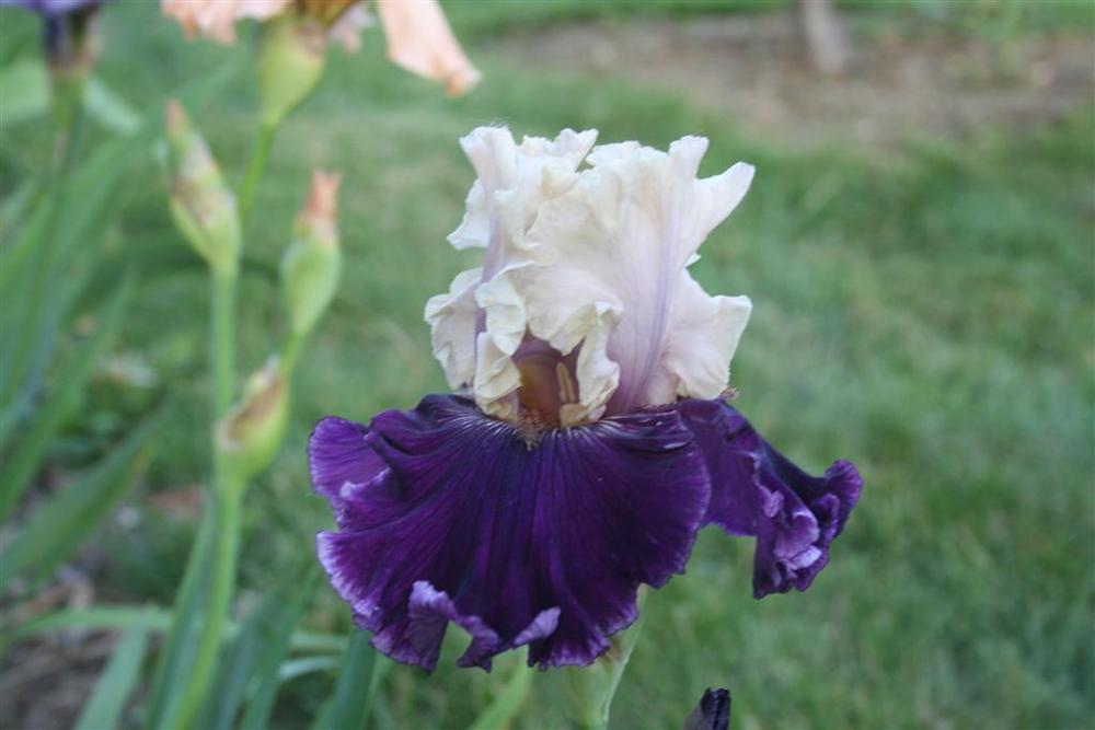 Photo of Tall Bearded Iris (Iris 'Viking Dancer') uploaded by KentPfeiffer