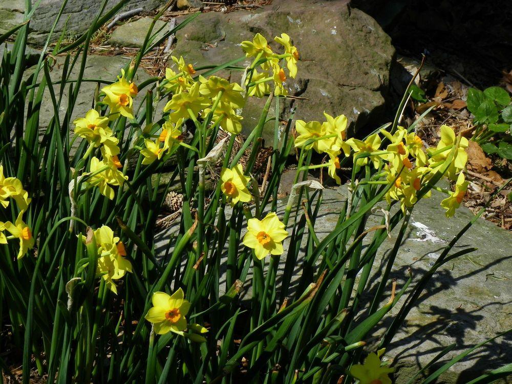 Photo of Tazetta Daffodil (Narcissus 'Martinette') uploaded by Newyorkrita